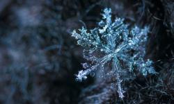 Featured image of post JavaScript  飞雪特效